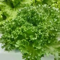 ราคา คลังสินค้า เมล็ดพันธุ์สลัด ฟิลเลย์ ไอซ์เบิร์ก Frillice Iceberg (แบบเคลือบ ชุดละ 500 เมล็ด) (1732381825277133873)