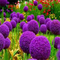 ราคา [พร้อมส่ง] เมล็ดดอกไม้สวย เมล็ดดอกไม้ Purple Flower Seeds เมล็ดพันธุ์ 200 เมล็ด สีม่วง แดนดิไลออน เมล็ดพันดอกไม้ (ต้นไม้ประดับ ต้นไม้มงคล ไม้ประดับ พันธุ์ไม้ ต้นไม้ฟอกอากาศ เมล็ด (1732769421094979252)