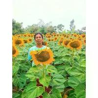 ราคา ☀เมล็ดพันธุ์ทานตะวัน แมมมอธ บรรจุ (2500เมล็ด) ปลูกโชว์ ดอกใหญ่ สวยงาม ทนแล้ง ดอกใหญ่ โตเร็ว❖ (1732425373656384540)