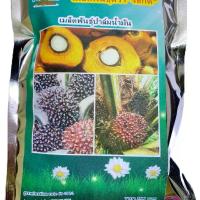 ราคา ขายส่ง 100 เมล็ด เมล็ดปาล์มน้ำมัน โกลด์เด้นเทเนอร่า GT ปาล์มน้ำมันลูกผสม(DxP) พืชเศรษฐกิจ มีใบรับรอง (1729827170385103114)