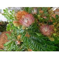 ราคา ขายส่ง 100 เมล็ด เมล็ดจามจุรี Rain tree ก้ามปู จามจุรีแดง ฉำฉา ต้นไม้ประจำจังหวัดลำพูน ต้นไม้ประจำมหาวิทยาลัยจุฬาลงกรณ์ ไม้เศรษฐกิจโตเร็ว ไม้ยืนต้น (1732071506545182475)