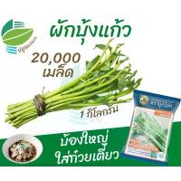 ราคา ผักบุ้งแก้ว (1 กิโลกรัม) 20,000 เมล็ด (Chinese Convolvulus) #ผักบุ้งก๋วยเตี๋ยว #ผักบุ้งเย็นตาโฟ ตราลูกโลก แนะนำ (1732623312782460749)