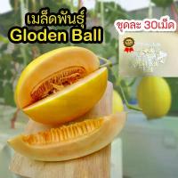 ราคา [จัดส่งทันที] เมล็ด​พันธุ์​เมล่อน​ golden ball ซองละ​ 30​ เม็ด​ ผิวสีทองเนื้อส้ม (1731607868115354633)
