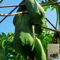 ราคา [COD] 50 เมล็ด มะละกอ ผลไม้ Papaya Seeds สายพันธุ์ มะละกอโกโก้ (1732289213526411194)