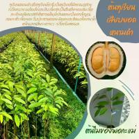 ราคา ต้นทุเรียนหนามดำหรือโอฉี่ ชุด 6 ต้น ลำต้นเเข็งแรง เสียบยอด ทุเรียน จาก เมล็ด (1730490718656563204)
