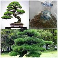 ราคา 100 เมล็ด เมล็ดสนดำญี่ปุ่น บอนไซ บอนไซสนดำ ไม้ดัด ไม้โขด ไม้แคระ ไม้จิ๋ว ไม้หัว ไม้แปลก (1729830843390069002)