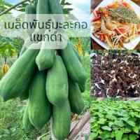 ราคา เมล็ดพันธุ์มะละกอแขกดำ550-600เมล็ด (1732603113107589050)