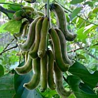 ราคา 100 เมล็ด เมล็ดหมามุ่ยไทย หมามุ่ย หมามุ้ย กลออื้อแซ โพล่ยู มะเหยือง หมาเหยือง พืชเถา (1729867522933623050)