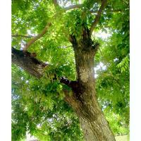 ราคา 200 เมล็ด เมล็ดพะยูงไหหลำ ไม้พะยูง พะยูงหอม ประดู่ลาย แดงจีน ประดู่เสน พืชเศรษฐกิจ (1729927065417845002)