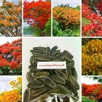 ราคา 100 เมล็ด เมล็ดหางนกยูงฝรั่งรวมสี ต้นไม้ประจำมหาวิทยาลัยธรรมศาสตร์ ต้นยูงทอง (1729851327604099338)