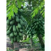 ราคา [เก็บเงินปลายทาง] เมล็ดพันธุ์มะละกอ ฮอลแลนด์ ต้นเตี้ย 20-70 เมล็ด 3แถม1 (1732472687205844289)