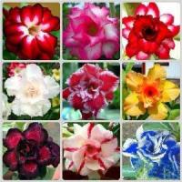 ราคา [เก็บเงินปลายทาง] 12 เมล็ด เมล็ดพันธุ์ ชวนชม สายพันธุ์ฮอลแลนด์ คละสี Adenium Seeds กุหลาบทะเลทราย Desert Rose ราชินีบอนไซ อัตรางอก 80-90% มีคู่มือปลูก (1732689511317604225)