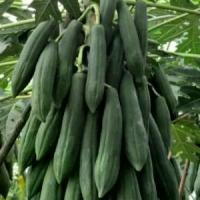 ราคา [จัดส่งทันที] 50 เมล็ด มะละกอ ผลไม้ Papaya Seeds สายพันธุ์ มะละกอครั่ง (1732112711876576948)