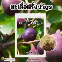 ราคา เมล็ดพันธุ์มะเดื่อฝรั่ง Figs บรรจุ 200 เมล็ด (1731362613574141683)