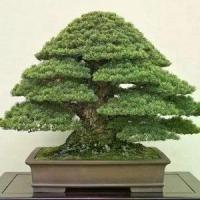 ราคา [พร้อมส่ง] 25 เมล็ดพันธุ์ เมล็ด สนดำญี่ปุ่น สนญี่ปุ่น บอนไซ JAPANESE BLACK PINE Seed อัตราการงอก 80-85% (1732809431926146593)