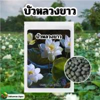 ราคา เมล็ดพันธุ์บัวหลวงขาว บรรจุ 10 เมล็ด พร้อมคู่มือปลูก (1730436671537580787)