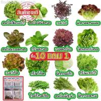 ราคา เมล็ดผักอินทรีย์ เมล็ดพันธุ์ผักสลัด เมล็ดผักสลัด 100-200 เมล็ด 10 บาท [10 แถม 1 คละได้] คลังสินค้า (1732336867651521335)