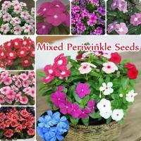 ราคา บานเพื่อคุณเท่านั้น 100 เมล็ด Mixed Periwinkle Seeds หัวบอนสีสวยๆ ต้นบอลสีแปลกๆ ต้นดอกไม้สวยๆ ต้นไม้มงคล บอนสีชายชล ต้นบอนสีนางไหม บอนสี ต้นบอนสีท (1731995264312380149)