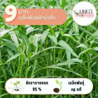 ราคา COD ผักบุ้งจีน 9บาท 400 เมล็ด (1732439229590111562)