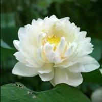 ราคา จัดส่งในกรุงเทพฯ เมล็ดบัวฉัตร ขาวซ้อน หรือสัตตบุตย์ 5 เมล็ด (1732406860647466462)