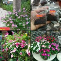 ราคา (4ซอง) เมล็ด ดอกแพงพวย คละสี เมล็ดแพงพวย แพงพวย / รจนา (1729599355275348309)