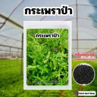 ราคา เมล็ดพันธุ์กระเพราป่า กลิ่นหอมมาก บรรจุ 2,900 เมล็ด (1729997979680213427)