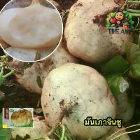 ราคา (ซื้อ1แถม1)เมล็ดพันธุ์มันเภาจินชู ซองละ50-60เมล็ด เมล็ดพันธุ์ราคาถูก เมล็ดพันธุ์ออร์แกนิค เมล็ดพันธุ์หายาก เมล็ดพันธุ์นำเข้า ปลูกผักเอง สวนผัก ชุดปลูกผัก (1730020782266813201)