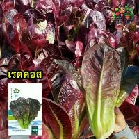 ราคา (ซื้อ1แถม1) เมล็ดพันธุ์เรดคอส ซองละ 2000เมล็ด เมล็ดพันธุ์ราคาถูก เมล็ดพันธุ์ออร์แกนิค เมล็ดพันธุ์หายาก เมล็ดพันธุ์นำเข้า ปลูกผักเอง สวนผัก ชุดปลูกผัก (1730006546063198993)