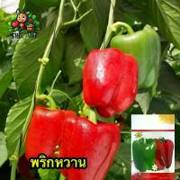 ราคา (ซื้อ1แถม1)พริกหวาน ซองละ500เมล็ด เมล็ดพันธุ์ราคาถูก เมล็ดพันธุ์ออร์แกนิค เมล็ดพันธุ์หายาก เมล็ดพันธุ์นำเข้า เมล็ดพันธุ์ผัก ปลูกผักเอง สวนผัก ชุดปลูกผัก (1730020314582256401)