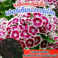 ราคา เมล็ดดอกเปอ์เซียนคาร์เป็ท ผีเสื้อเปอร์เซียน ดอกผีเสื้อ คละสี 10 เมล็ด+ (1732067092781500459)