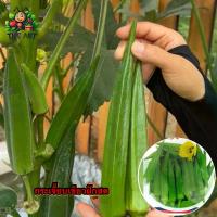 ราคา (ซื้อ1แถม4)เมล็ดพันธุ์กระเจี๊ยบเขียวฝักสด   ซองละ50-60เมล็ด (1730142970329467665)