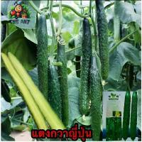 ราคา (ซื้อ1แถม4)แตงกวาญี่ปุ่น ซองละ 50-60เมล็ด เมล็ดพันธุ์ราคาถูก เมล็ดพันธุ์ออร์แกนิค เมล็ดพันธุ์หายาก เมล็ดพันธุ์นำเข้า เมล็ดพันธุ์ผัก ชุดปลูกผัก ผักสวนครัว (1730016904774060817)