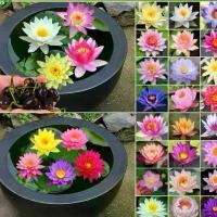 ราคา เมล็ดพันธุ์บัวจิ๋ว เมล็ดดอกบัว บรรจุ 10เมล็ด Lotus Water Lily Seeds บอนสี เมล็ดดอกไม้ เมล็ดบัวแคระ บอนไซ เมล็ดดอกบัวน้ำ (1731378722852341324)