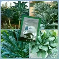 ราคา เมล็ดพันธุ์ผักคะน้าไดโนเสาร์150เมล็ด (1729625953046595701)