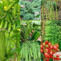 ราคา 【ซื้อ 5 แถม 5 ฟร】ผักซอง เมล็ดผัก ผักชี,เมล็ดมะเขือเทศ，เมล็ดพันธุ์หน่อ,เมล็ด​พันธุ์​ ถั่วฝักยาวพันธุ์​เนื้อ，พันธุ์แตงกวาสปีดแม็ก , กระเจี๊ยบเขียว ,เมล็ดพันธุ์มะระจีน,มากมาย (1732322577154409774)