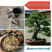 ราคา ชุดเพาะปลูกสนดำญี่ปุ่น 100เมล็ด (1731869208114201951)