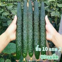 ราคา เมล็ดแตงกวาญี่ปุ่น แตงกวาญี่ปุ่น แตงกวาดัช แตงแตงร้านยักษ์เปลือกลาย แตงร้าน แตงกวา 40+เมล็ด [ซื้อ 10 เเถม 2 คละได้] (1732770082018264241)