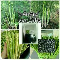 ราคา เมล็ดหน่อไม้ฝรั่ง200เมล็ด (1729625585238116918)