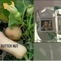 ราคา เมล็ดพันธุ์ฟักทองบัตเตอร์นัท บรรจุชุดละ10เมล็ด (1729624098151631414)