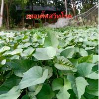 ราคา #ยอดพันธุ์มันหวานเพอเพิ้สสวีท 100 ยอด ราคาถูก #ยอดเพอเพิ้ลสวีท #ม่วงเพอเพิ้ส #กิ่งพันธุ์มันหวานญี่ปุ่น #เพอเพิ้สสวีทโรด ต้น ลูกเกด ต้นบัวหิมะ ของแท้ เม็ด คุณนาย เมล็ด มะเขือจาน (1731324479792122371)