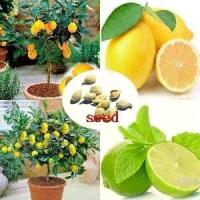 ราคา ต้นมะนาว เลม่อนเมล็ดพันธุ์ 20เมล็ด Lemon Seeds พันธุ์ยูเรก้า กิ่งตอน ผลสีเหลือง ต้นผลไม้ ต้นไม้ประดับ ต้นไม้มงคล ต้นไม้ฟอกอากาศ พันธุ์ไม้ผล (1730189225831860346)