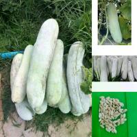 ราคา เมล็ดพันธุ์แฟงงาช้าง บรรจุ60เมล็ด (1729766143284775743)