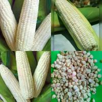 ราคา เมล็ดพันธุ์ข้าวโพดข้าวเหนียวขาว บรรจุ200เมล็ด (1729774620929395519)