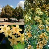 ราคา เมล็ดพันธุ์ต้นกันเกรา บรรจุ500เมล็ด ปลูกง่าย (1729624415251696182)