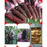 ราคา เมล็ดพันธุ์ข้าวโพดข้าวเหนียวม่วง บรรจุ200เมล็ด (1730009064934837055)
