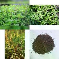 ราคา เมล็ดพันธุ์กระเพราป่าก้านแดง บรรจุ2,000เมล็ด (1729766152188562239)