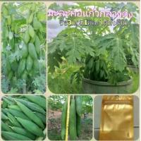 ราคา เมล็ดพันธุ์มะละกอแก้วกลางดง บรรจุ50เมล็ด (1729764790312471359)