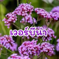 ราคา เมล็ดดอกไม้ เวอร์บีน่า ดอกเวอร์บีน่า เมล็ดเวอร์บีน่า 100เมล็ด (Verbena Flower) HGK (1729725309608954656)