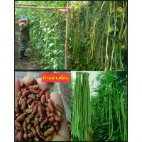 ราคา (50เมล็ด) เมล็ด พันธุ์ ถั่วฝักยาว เมล็ดถั่วฝักยาว พันธุ์เนื้อ / Yaowalak (1730905580380457301)