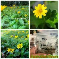 ราคา (vาย เมล็ด ) ต้น ดอก เมล็ด ต้นกระดุมทอง สีเหลือง เมล็ดกระดุมทอง กระดุมทอง เมล็ดพันธุ์ดอกไม้สวยงาม / นิภาพร (1729576710875482453)